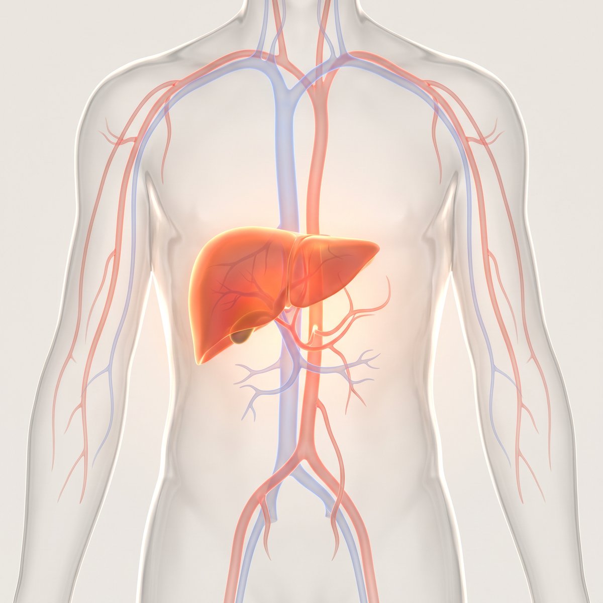 Illustration of the human liver